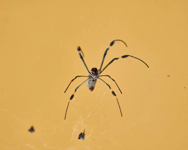 Toile Araignée Sur Fond Blanc — Photo