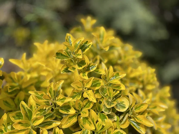 Bellissimi Fiori Che Crescono Giardino — Foto Stock