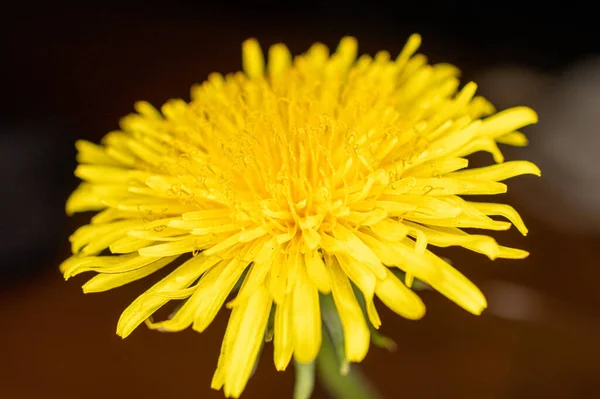 Flor Dente Leão Amarelo Sobre Fundo Escuro — Fotografia de Stock