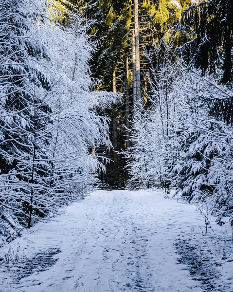 Winterbos Met Besneeuwde Bomen — Stockfoto