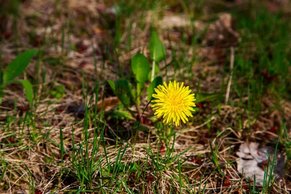 Botaniczne Ujęcie Piękne Kwiaty — Zdjęcie stockowe