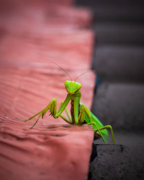 Mantis Bug Крупным Планом — стоковое фото