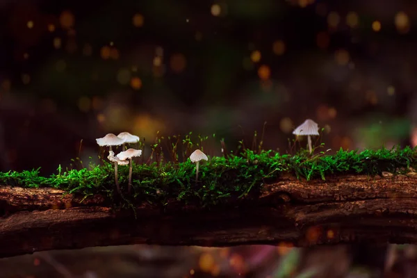 Pilze Wald Flora Und Natur — Stockfoto