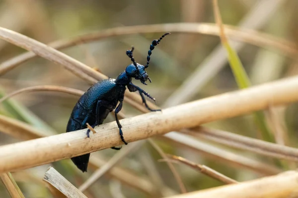 Nahaufnahme Eines Schönen Käfers Auf Naturhintergrund — Stockfoto
