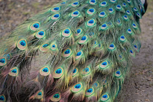 Hermoso Pavo Real Con Plumas —  Fotos de Stock