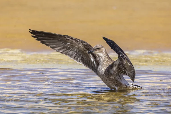 Pájaro Vuela Agua — Foto de Stock