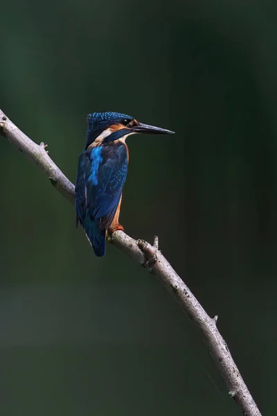 Kingfisher Alcedo Atthis Bird Brazil — Stock Photo, Image