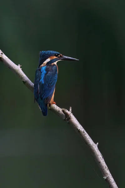 Zingfisher Alcedo Atthis Bird Brain — стоковое фото