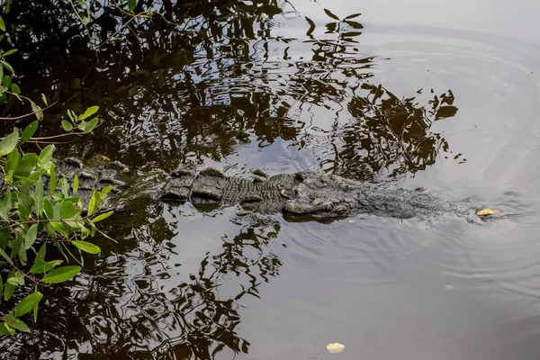 Crocodile Water — Stock Photo, Image