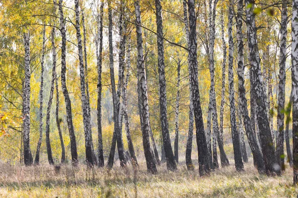 Herfstbos Met Gele Bladeren Bomen — Stockfoto