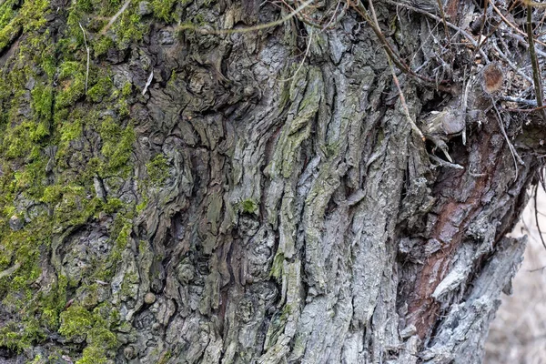 樹皮の質感背景 — ストック写真