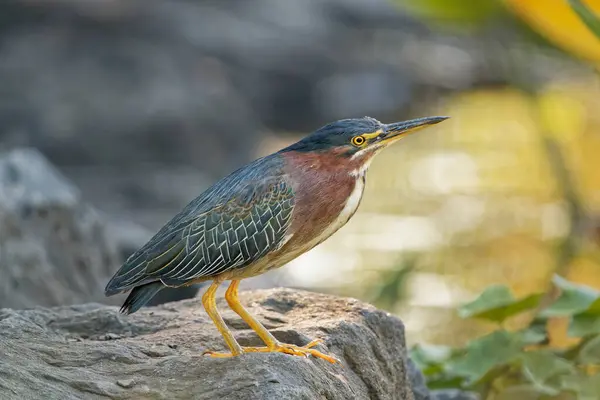 Schöne Aufnahme Eines Vogels Natürlichem Lebensraum — Stockfoto