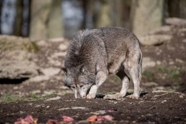 Wolf Wald — Stockfoto