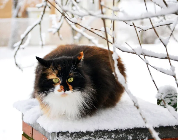 Cat Snow — Stock Photo, Image