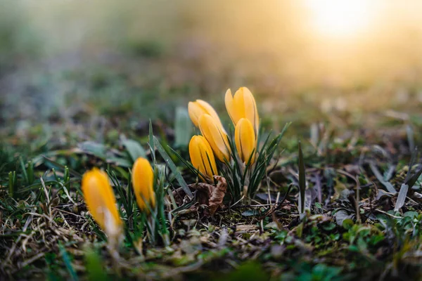 Vårblommor Skogen — Stockfoto