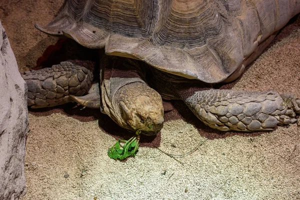 Primer Plano Una Tortuga Suelo —  Fotos de Stock