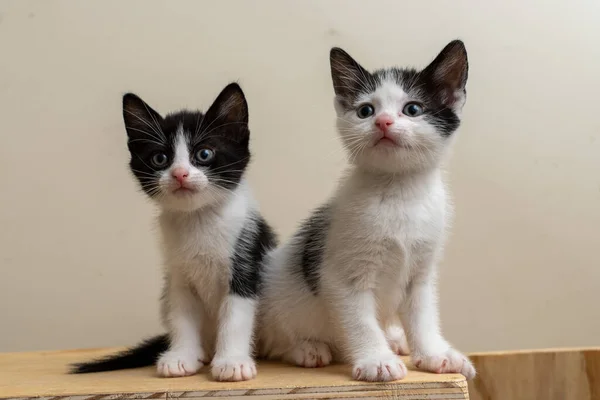 Gatinho Bonito Fundo Branco — Fotografia de Stock