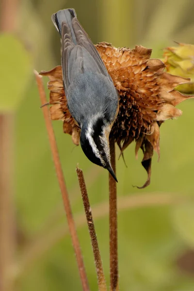 Hermoso Tiro Pájaro Hábitat Natural — Foto de Stock