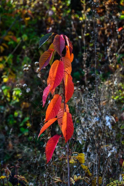 Jesienne Liście Jesienna Flora — Zdjęcie stockowe