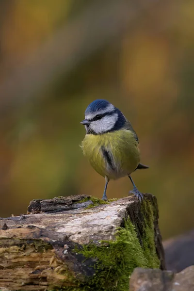 Pequeno Pássaro Senta Ramo Uma Árvore — Fotografia de Stock