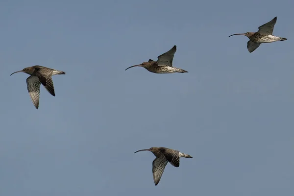 Schilderachtig Uitzicht Prachtige Vogel Natuur — Stockfoto