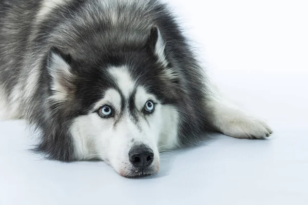 Чоловічий Портрет Собаки Білому Тлі — стокове фото