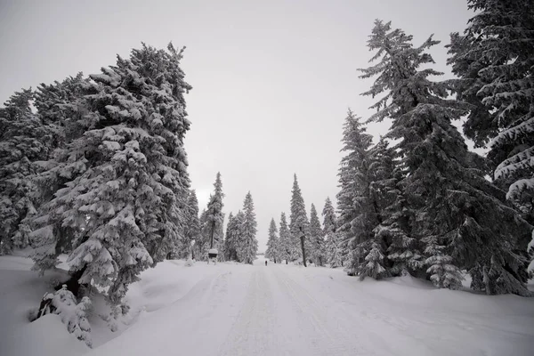 Winterwald Den Bergen — Stockfoto
