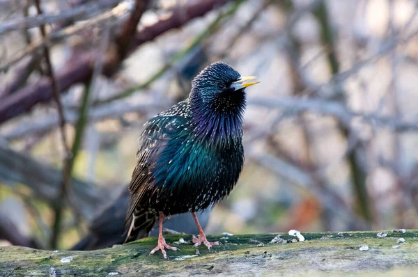 Magnifique Oiseau Paon Dans Forêt — Photo