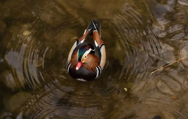 Krásná Kachna Plavání Jezeře — Stock fotografie