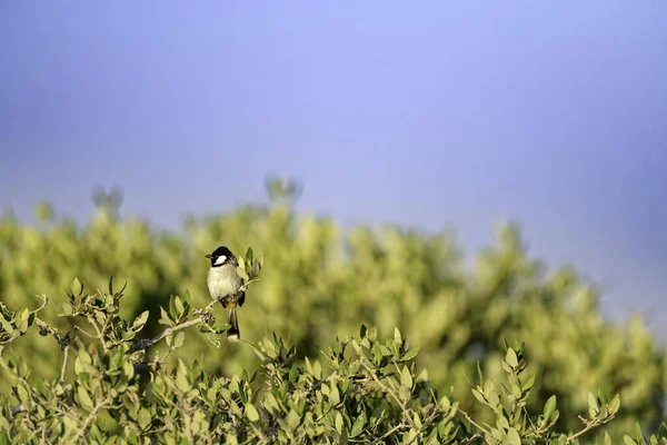 Птица Ветке Лесу — стоковое фото