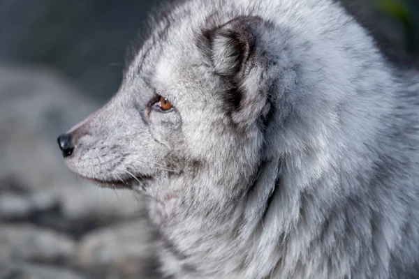 Portrait Cute Furry Wolf — Stock Photo, Image