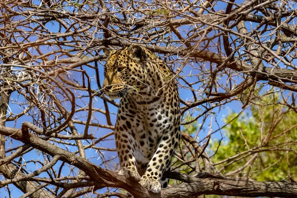 Леопард Национальном Парке Крюгер Южная Африка — стоковое фото