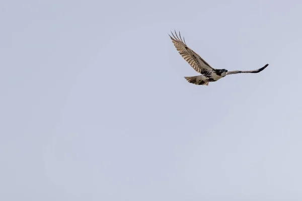 Pássaro Voando Céu — Fotografia de Stock