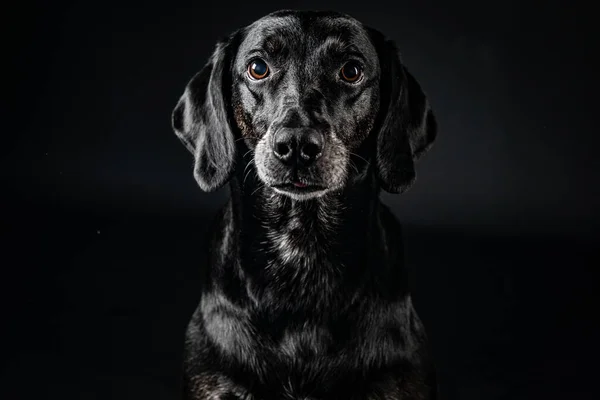 Fekete Labrador Retriever Kutya Portré Stúdió Lövés — Stock Fotó