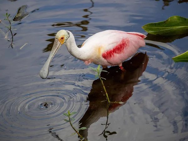 Beautiful Pink Flamingo Bird Water — Stock Photo, Image