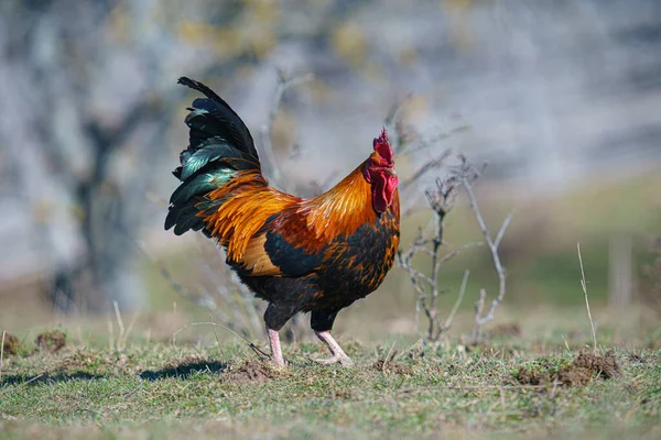 Haan Het Groene Gras — Stockfoto