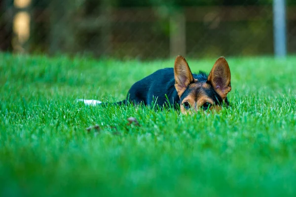 Perro Acostado Hierba — Foto de Stock