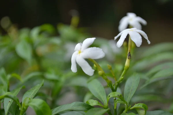 花园里长着美丽的花 — 图库照片