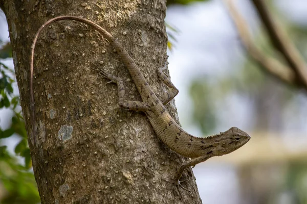 Primer Plano Lagarto Árbol —  Fotos de Stock