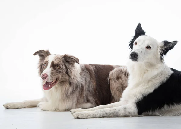 Dois Cães Frente Fundo Branco — Fotografia de Stock
