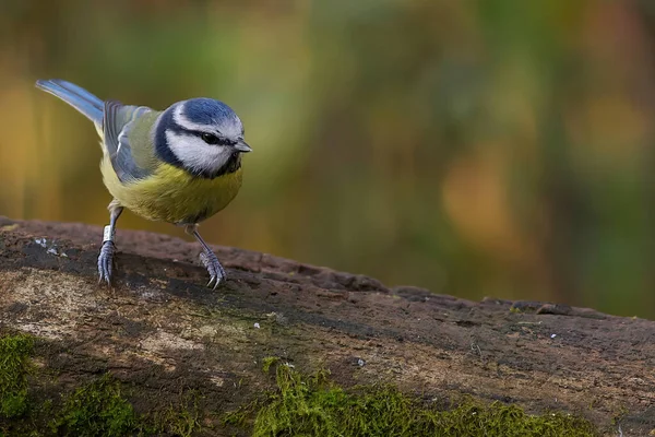 Great Tit Sitting Branch — Stock Photo, Image