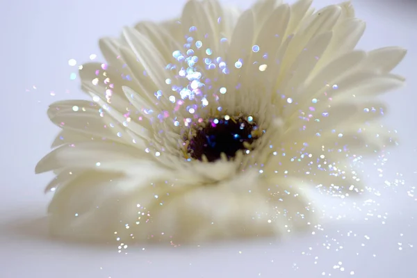 Hermosa Flor Sobre Fondo Blanco — Foto de Stock