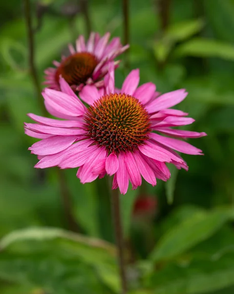 Schöne Blumen Wachsen Garten — Stockfoto