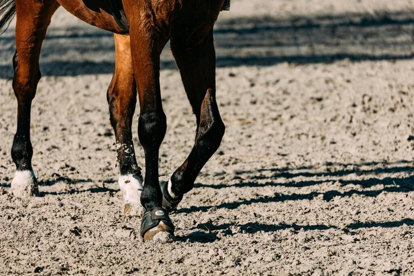 Cavalo Correndo Areia — Fotografia de Stock