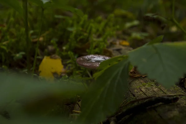 Βάτραχος Στο Δάσος — Φωτογραφία Αρχείου