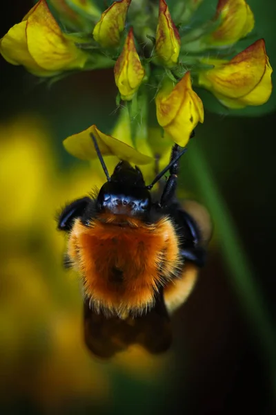 Abelha Uma Flor — Fotografia de Stock