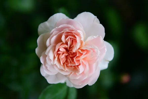 Belles Fleurs Poussant Dans Jardin — Photo