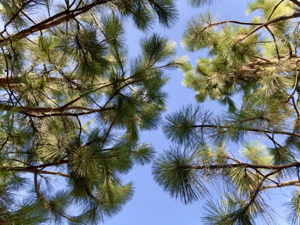 Pine Tree Branches Forest — Stock Photo, Image