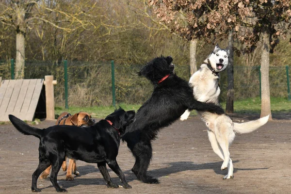 公園内の犬と犬は — ストック写真