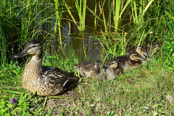 Canard Canetons Sur Herbe — Photo